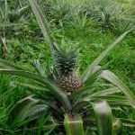 image detail page for Pineapple Plant at Matava resort