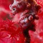 image detail page for Portrait of a Pygmy Seahorse