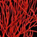 image detail page for Red Gorgonian