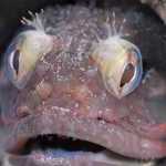 image detail page for Sarcastic Fringehead Close Up