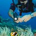 image detail page for Scuba Diver Checks out Anemonefish