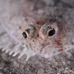 image detail page for The Eyes of a Speckled Sanddab
