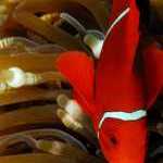 image detail page for Spine-Cheeked Anemonefish