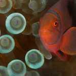 image detail page for Spinecheek Anemonefish in Bubble-Tip Anemone