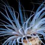 image detail page for Tube-Dwelling Anemone