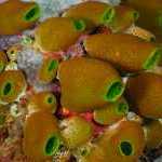 image detail page for Sea Squirts