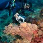 image detail page for Underwater Photographer Taking Pictures of Soft Coral