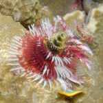 image detail page for Red and white Christmas Tree Worm