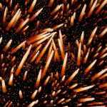 image detail page for White Sea Urchin Spines