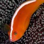 image detail page for Yellow Clownfish