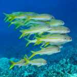 image detail page for Schooling Yellowfins