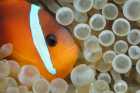 Image detail page for Fire Clownfish