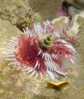 Image detail page for Red and white Christmas Tree Worm
